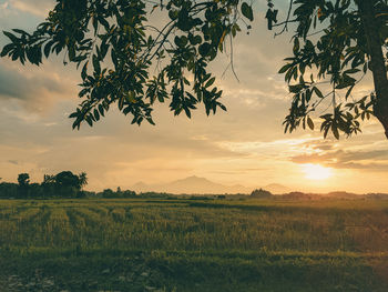 Scenic view of field against sky during sunset