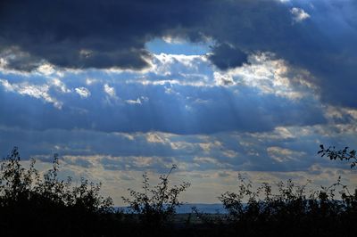 Low angle view of silhouette trees against sky during sunset