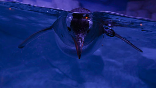 Close-up of butterfly on water