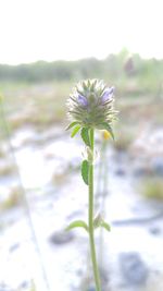 Close-up of flower blooming in field