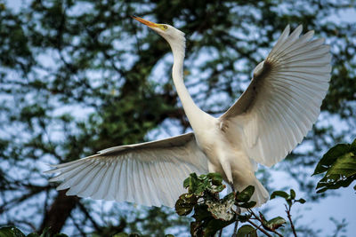 Low angle view of bird flying