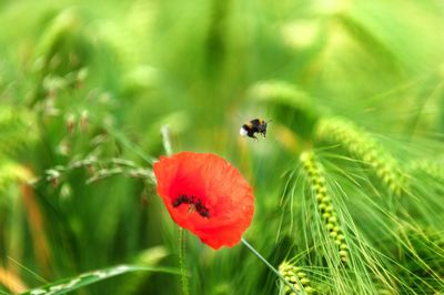 Close-up of insect on flower