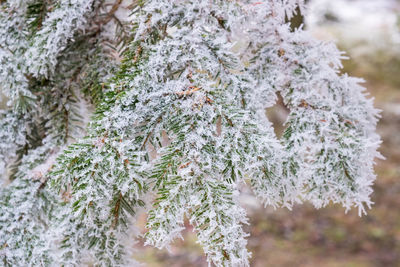 Close-up of snow covered pine tree