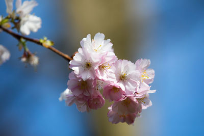 Close-up of apple blossoms against sky