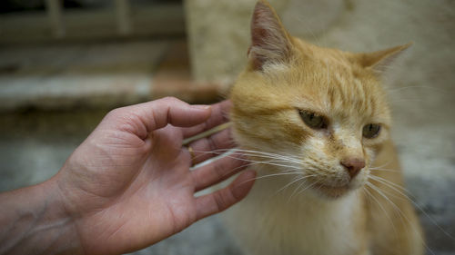 Close-up of hand holding cat