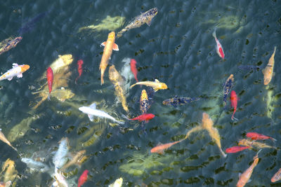 High angle view of koi carps swimming in water