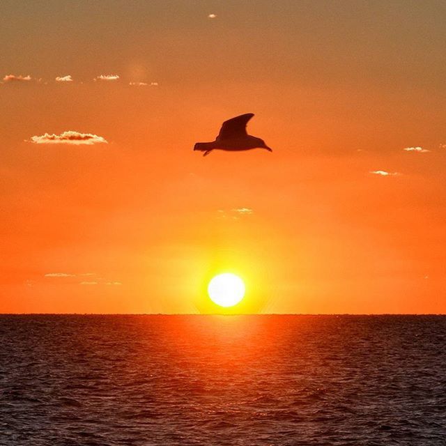 sunset, bird, water, sea, scenics, orange color, waterfront, horizon over water, flying, animal themes, tranquil scene, beauty in nature, tranquility, sun, idyllic, sky, nature, wildlife, one animal, animals in the wild