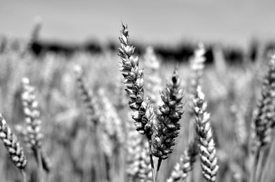 Close-up of wheat growing on field
