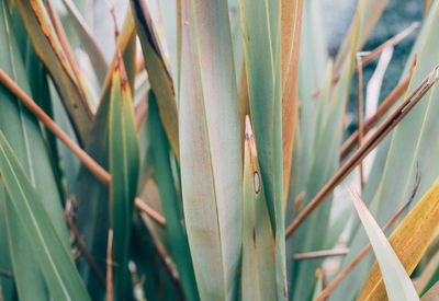 Close-up of plant on field