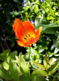 Close-up of flower blooming outdoors