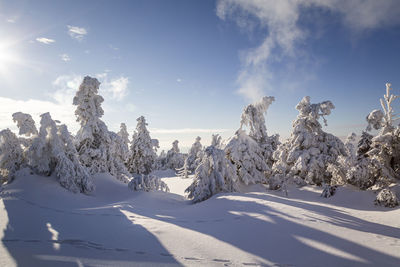 Trees on snow covered landscape against sky