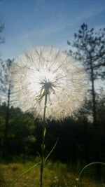 Close-up of flower against sky