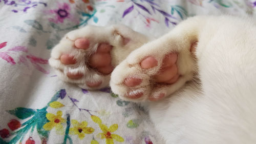 Close-up of cat sleeping on bed