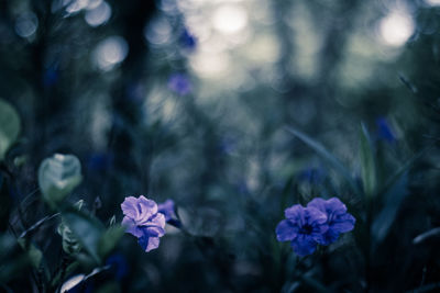 Close-up of purple flowering plant