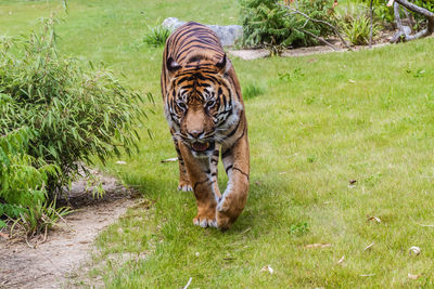 Cat walking in a field