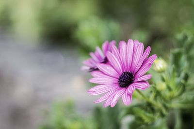 Close-up of purple flower