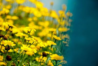 Close-up of yellow flower