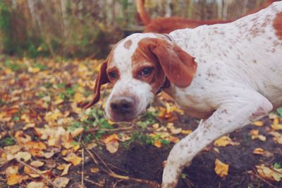 Close-up portrait of dog