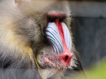 Profile shot of serious looking mandrill