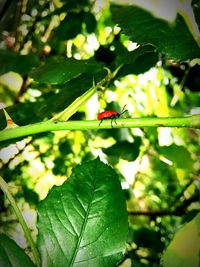 Close-up of insect on plant