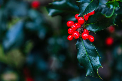 Close-up of red berries growing on tree