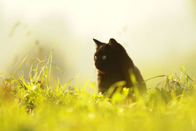 Close-up of cat on grass