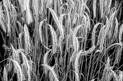 Close-up of stalks in field