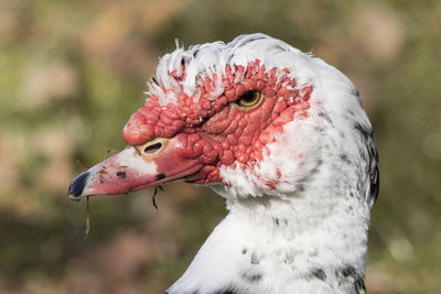 Close-up of bird