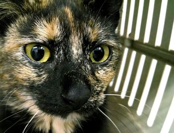 Close-up portrait of cat