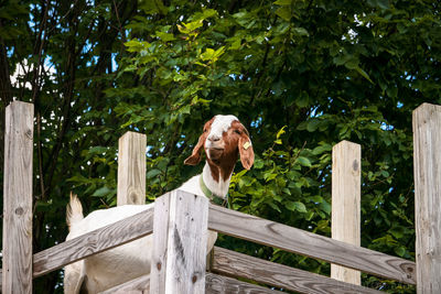 Low angle view of goat against trees