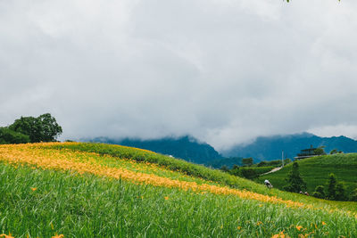 Scenic view of agricultural field against sky