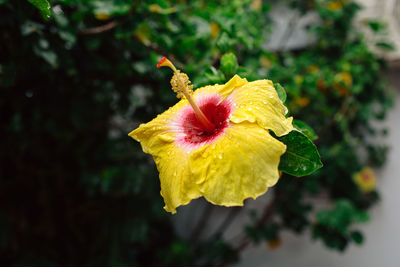 Close-up of yellow rose flower