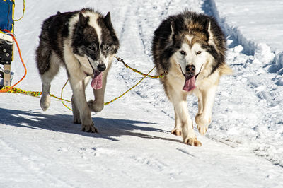 Dogs running on snow