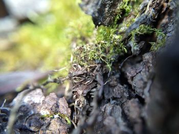 Close-up of moss growing on rock