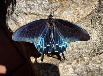 Close-up of butterfly on leaf