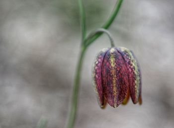 Close-up of plant