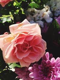 Close-up of pink flowers blooming outdoors