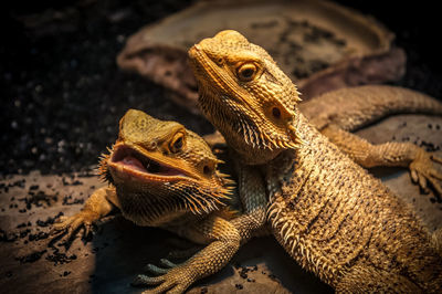 Central bearded dragon indoors park in philippine
