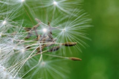 Close-up of dandelion on plant