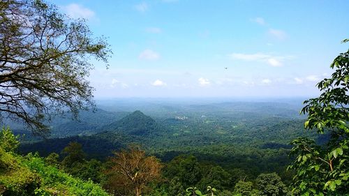 Scenic view of forest against sky