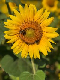 Close-up of insect on sunflower