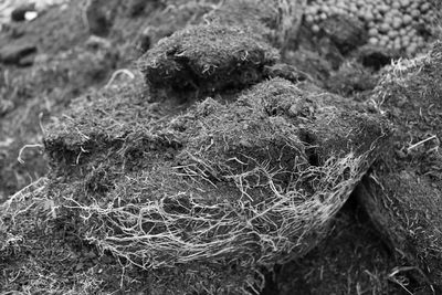 Close-up of grass on field