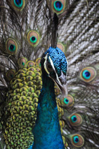 In this photo shows a portrait of the head of a blue peacock