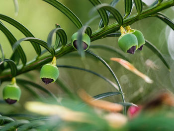 Close-up of berries growing on plant