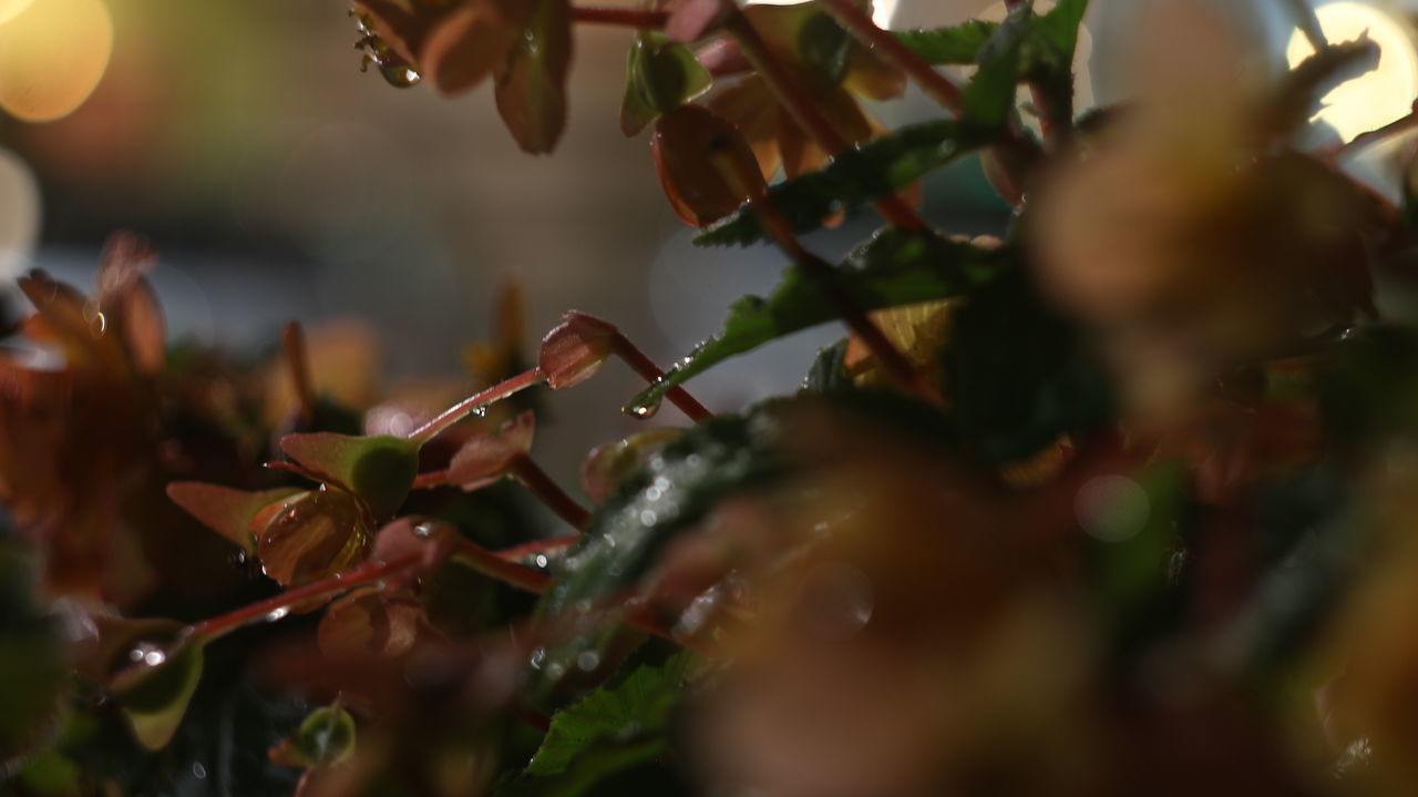 CLOSE-UP OF PLANTS