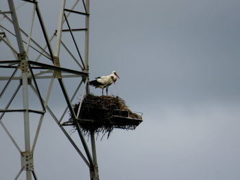 Low angle view of storks at nest on electricity pylon against sky