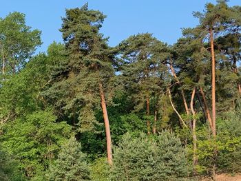 Low angle view of trees in forest against sky