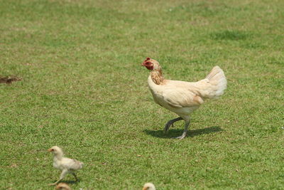 Ducks on a field