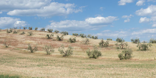 Olive grove toscany