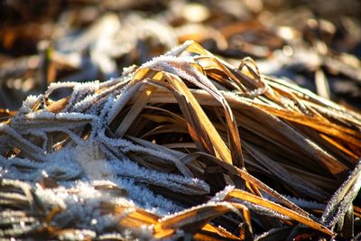Close-up of dry plants on land